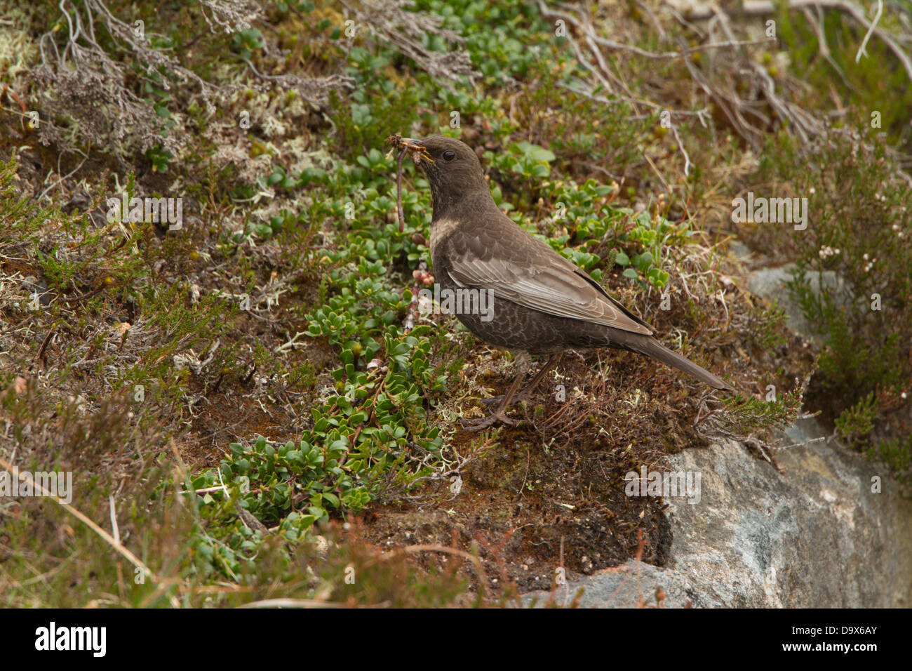 Bague femme assis sur un rocher Ouzel avec un bec plein de vers. Photographié dans les Cairngorms près d'Aviemore en Ecosse. Banque D'Images