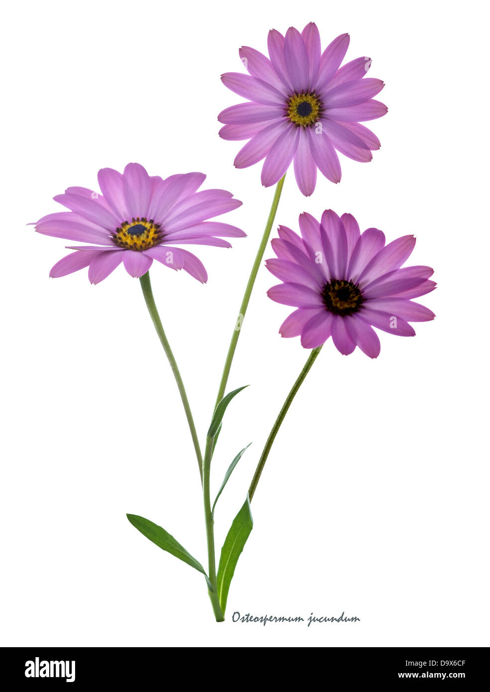 Daisy (africaine) jucunda Dimorphotheca fleurs retour éclairé sur le fond blanc de l'Europe Royaume-uni Angleterre Juin Banque D'Images Daisy (africaine) jucunda Dimorphotheca fleurs retour éclairé sur le fond blanc de l'Europe Royaume-uni Angleterre Juin Banque D'Images