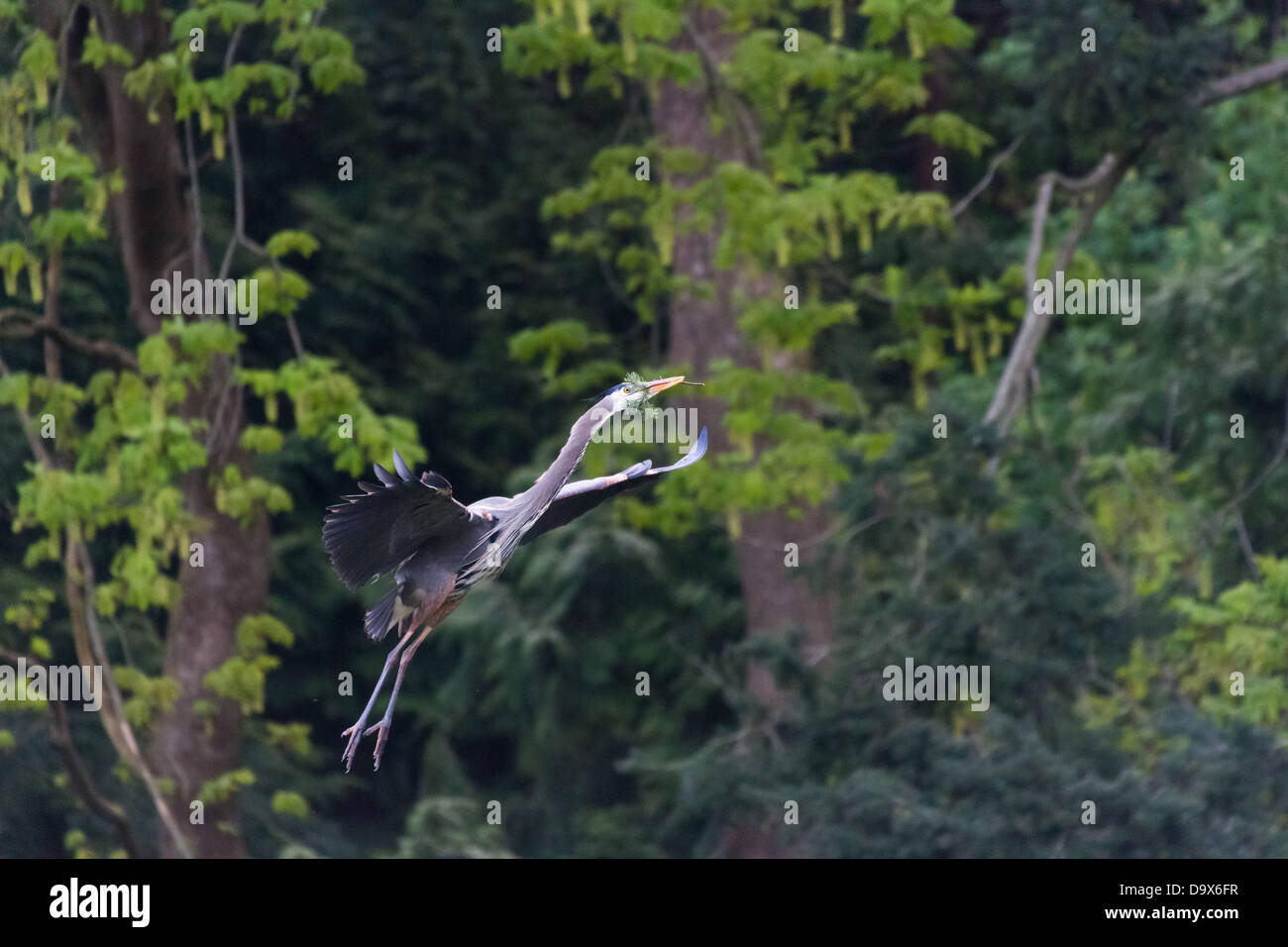 Grand héron nichent sur BC Canada Banque D'Images
