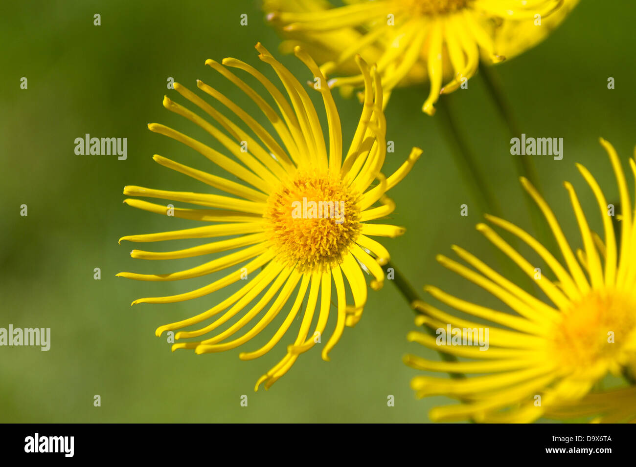 Fleur jaune close up shot Banque D'Images