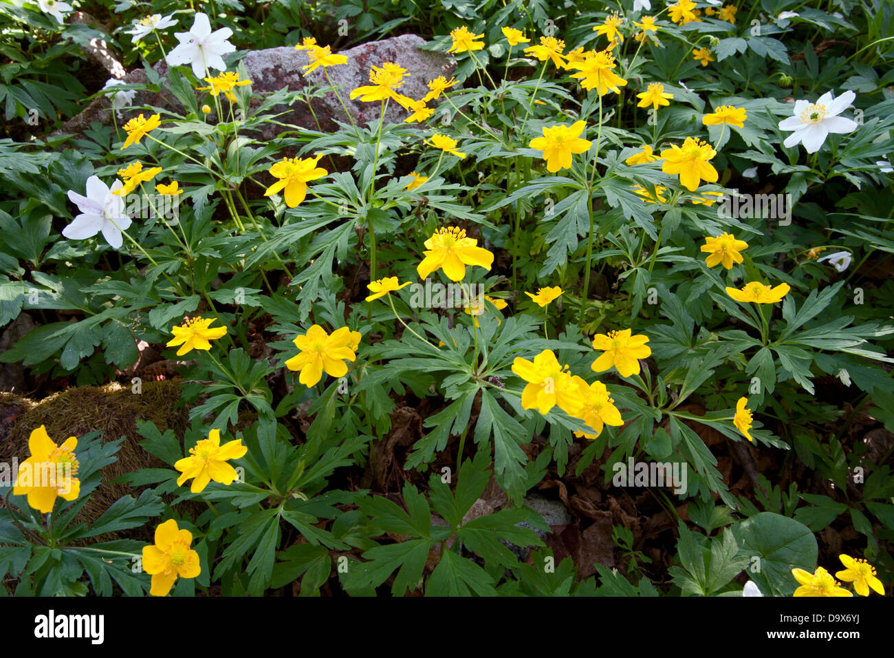 Anémone jaune (Anemone ranunculoides) Banque D'Images