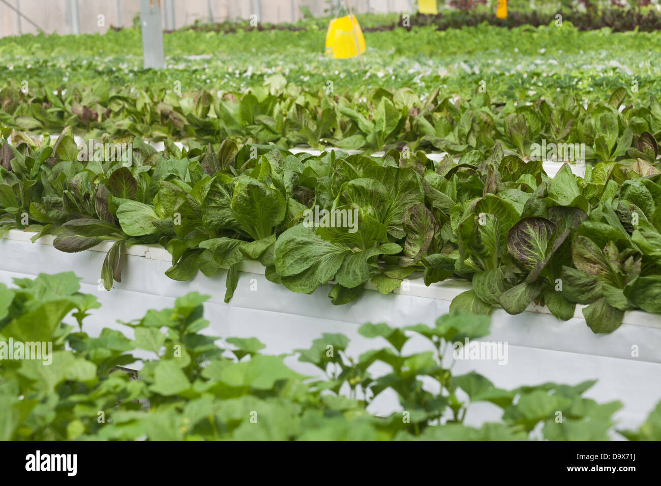 Concept de légumes de serre de l'Agriculture Banque D'Images