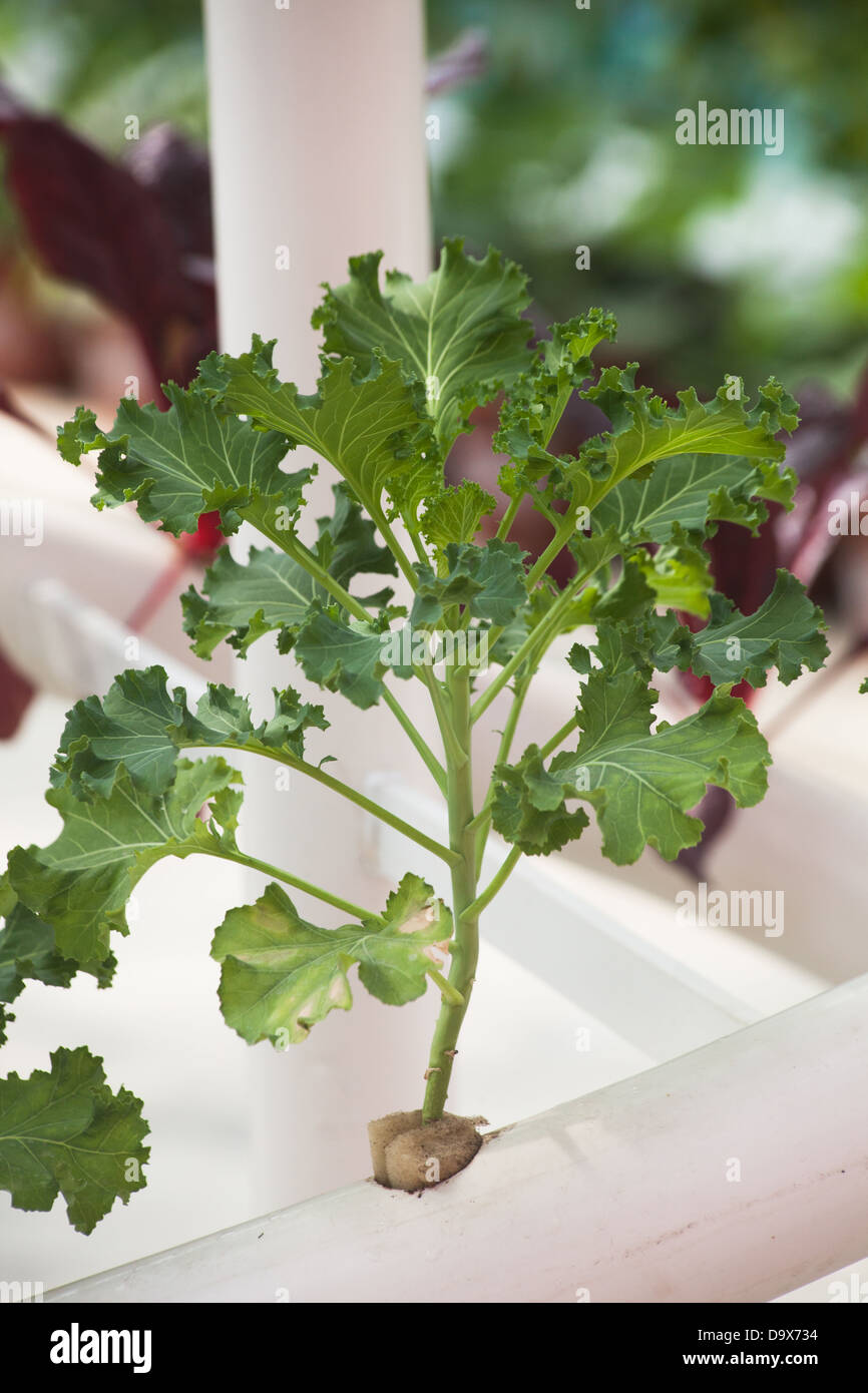 Concept de légumes de serre de l'Agriculture Banque D'Images