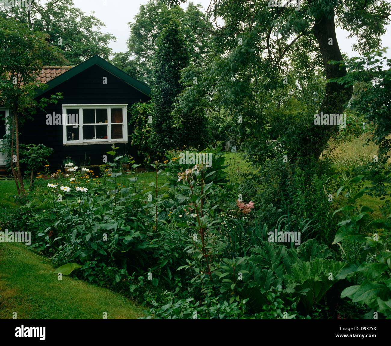 Les marguerites blanches en frontière avec petit arbre dans le jardin de pays avec l'extérieur du chalet en bois noir Banque D'Images