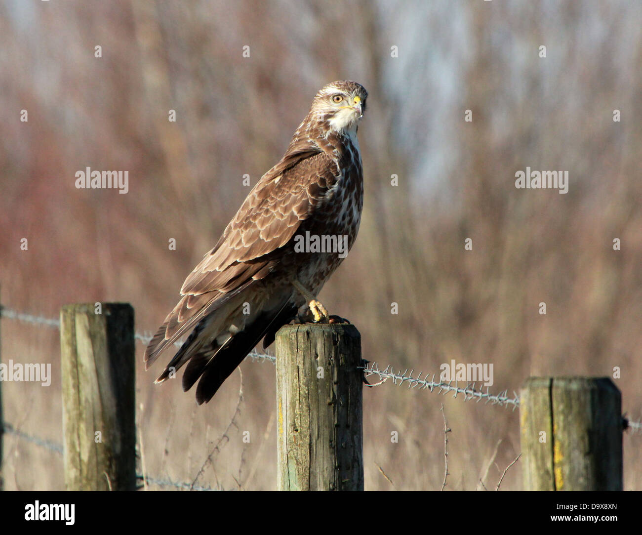 Buzzard européenne (Buteo buteo) posant sur une clôture Banque D'Images