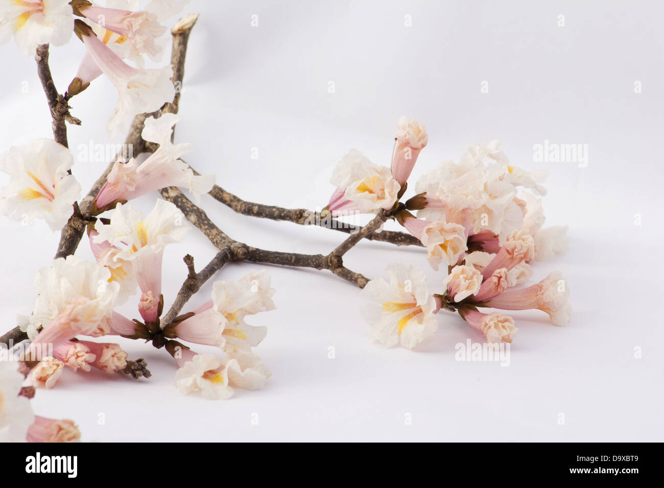 Tabebuia fleurs sur une branche sur fond blanc Banque D'Images