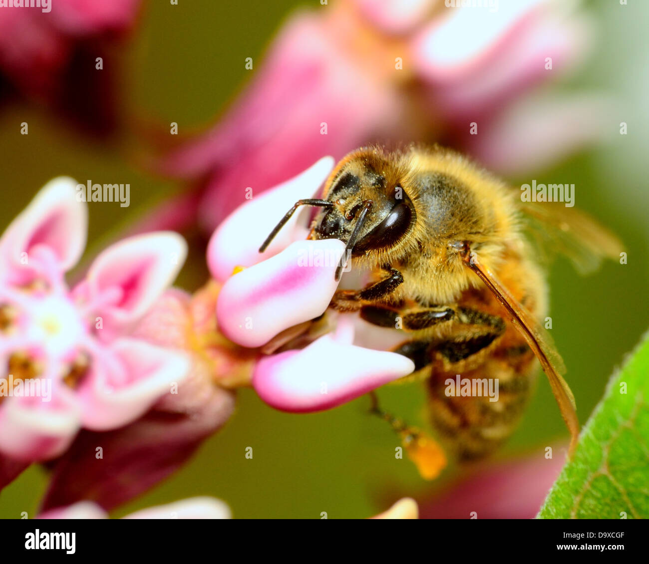 Abeille à miel la collecte du pollen d'une fleur. Banque D'Images