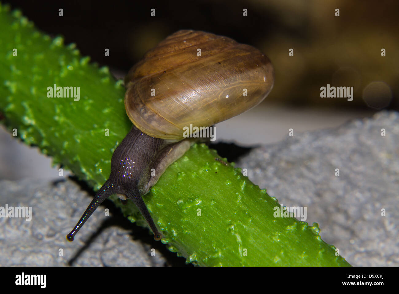 Escargot sur tige verte Banque D'Images