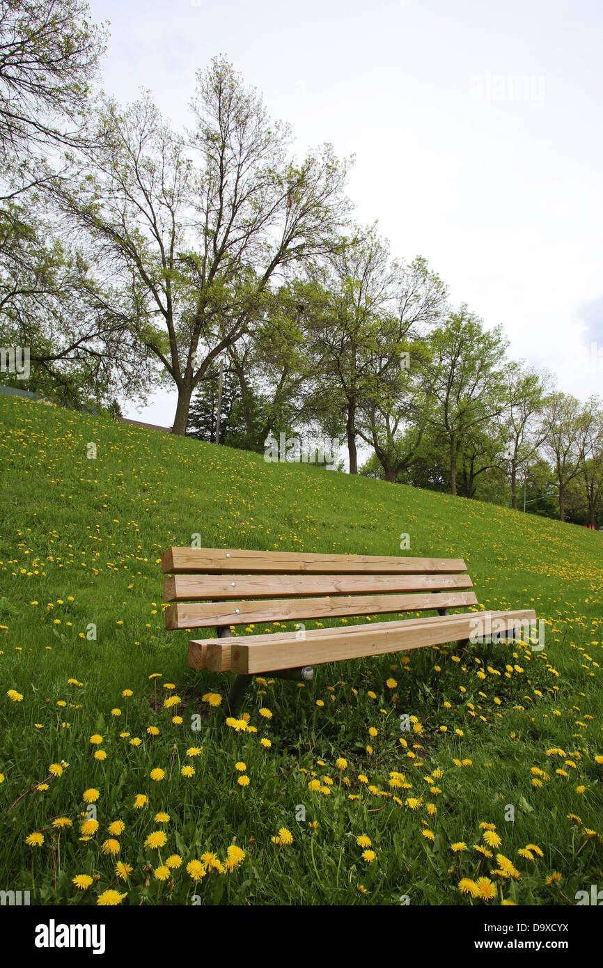 Un banc dans un champ rempli de fleurs de pissenlit jaune. Banque D'Images