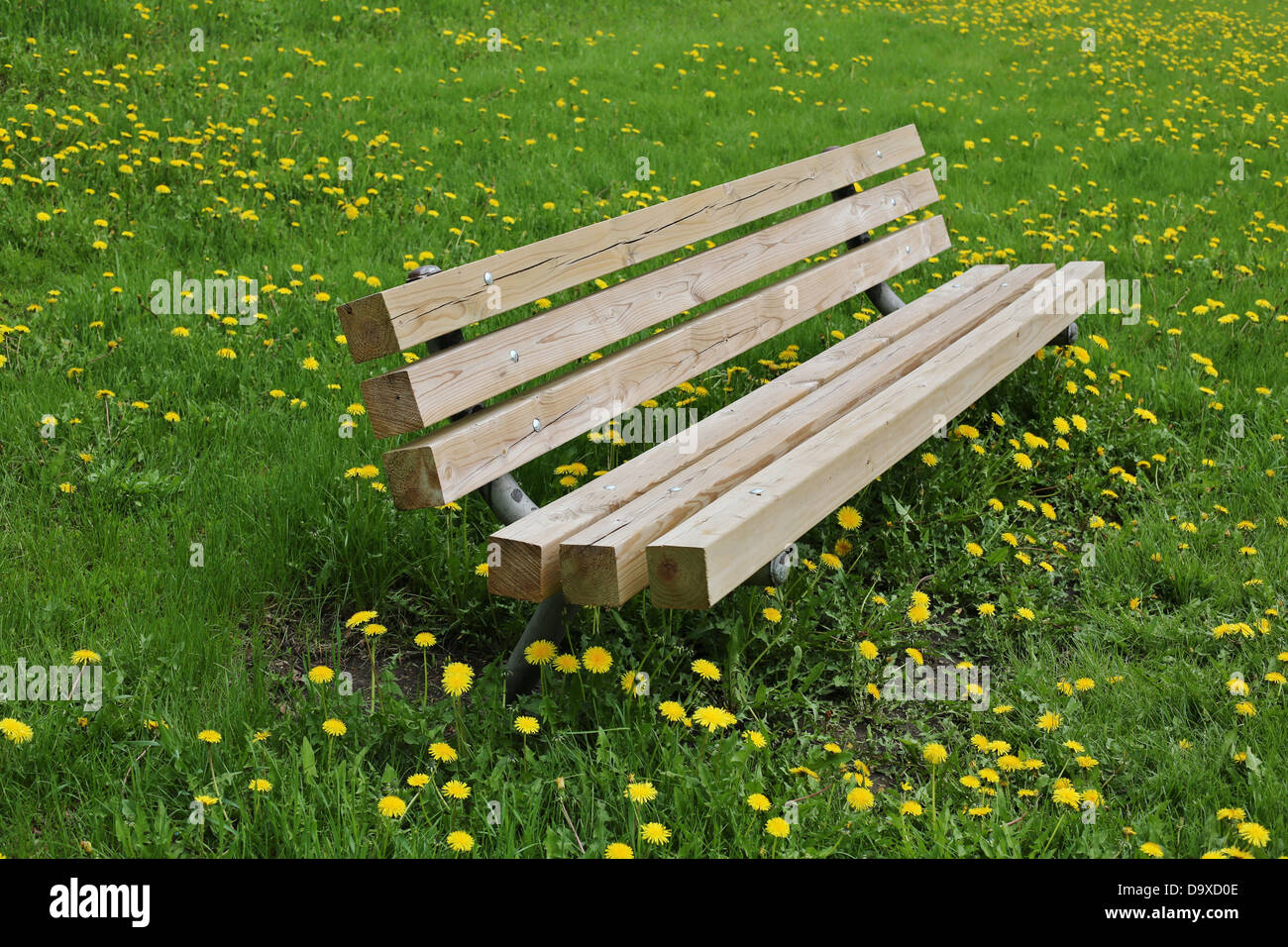 Un banc dans un champ rempli de fleurs de pissenlit jaune. Banque D'Images