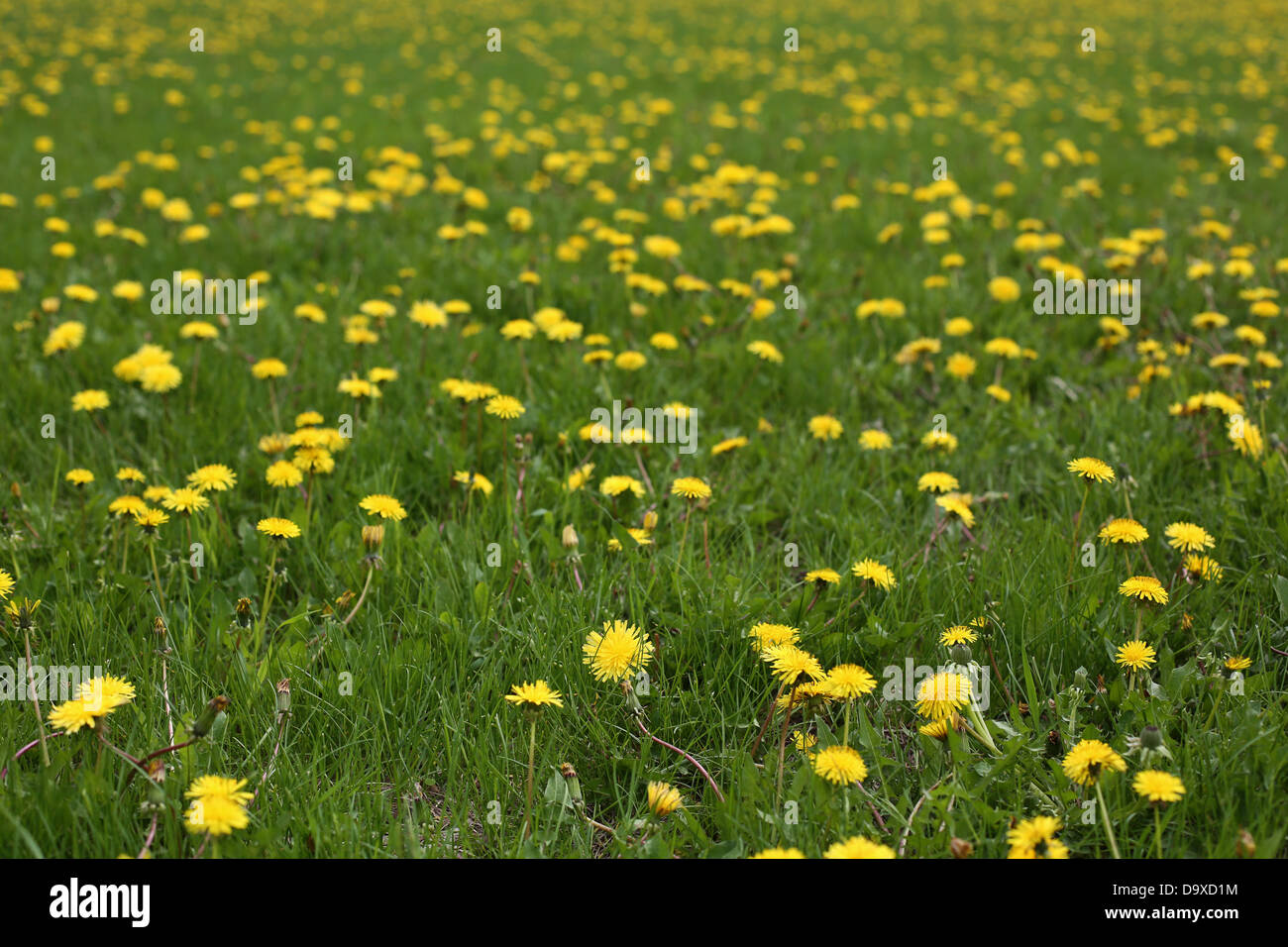Un champ rempli de fleurs de pissenlit jaune. Banque D'Images