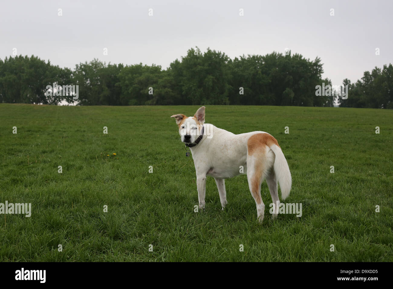 Un chien debout dans l'herbe verte dans un parc à chiens. Banque D'Images