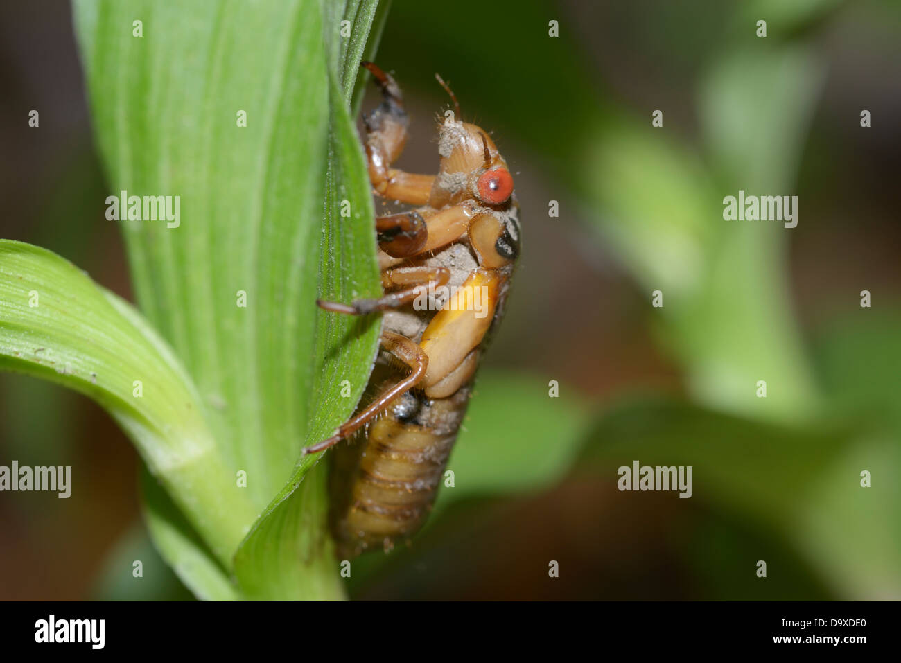 Périodique (17 ans), cicada Pristimantis septendecim, nymphe émergeant de la masse pour première fois en 17 ans Banque D'Images