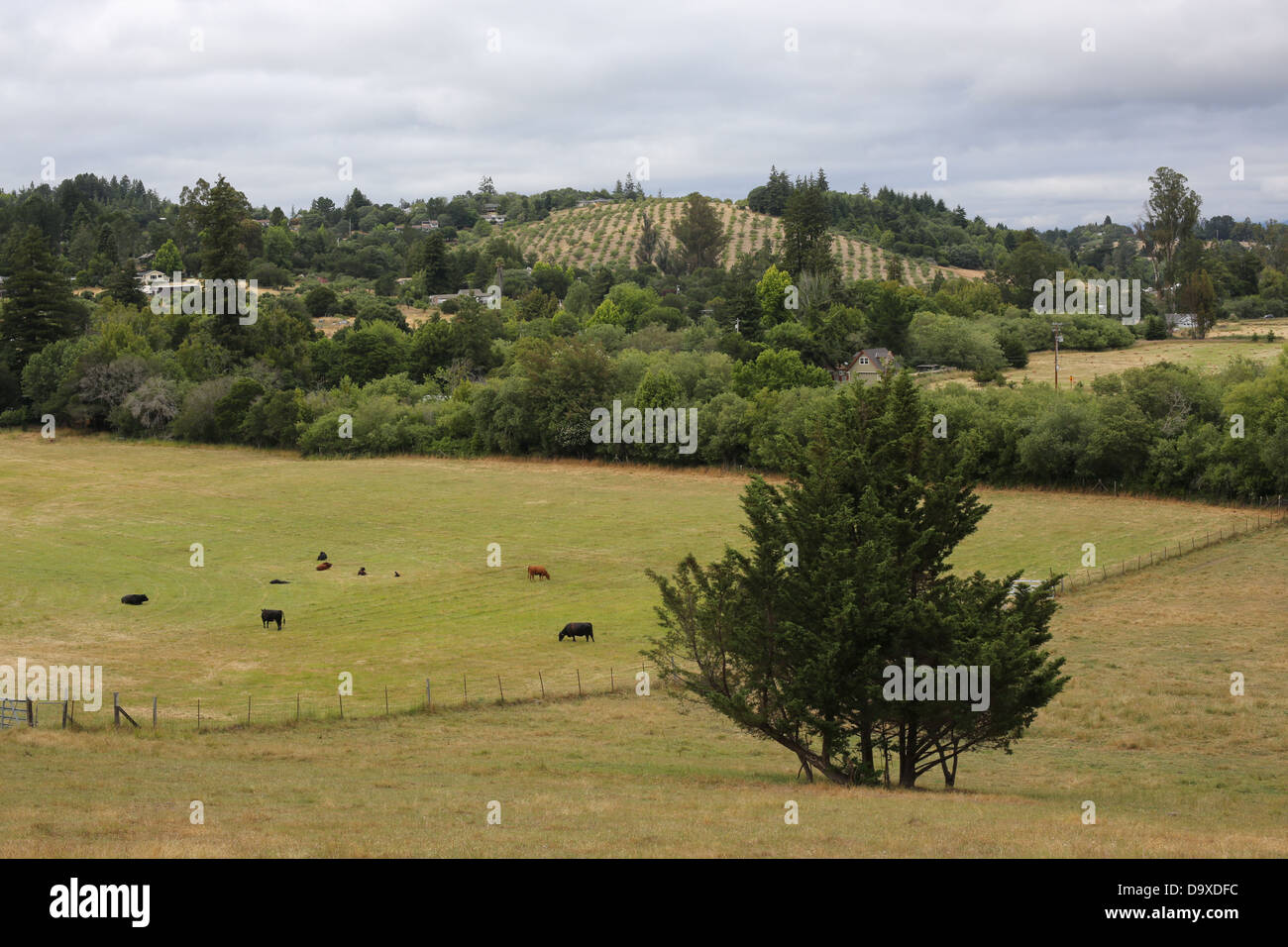 Beau paysage rural, à l'ouest dans le Comté de Sonoma. Banque D'Images