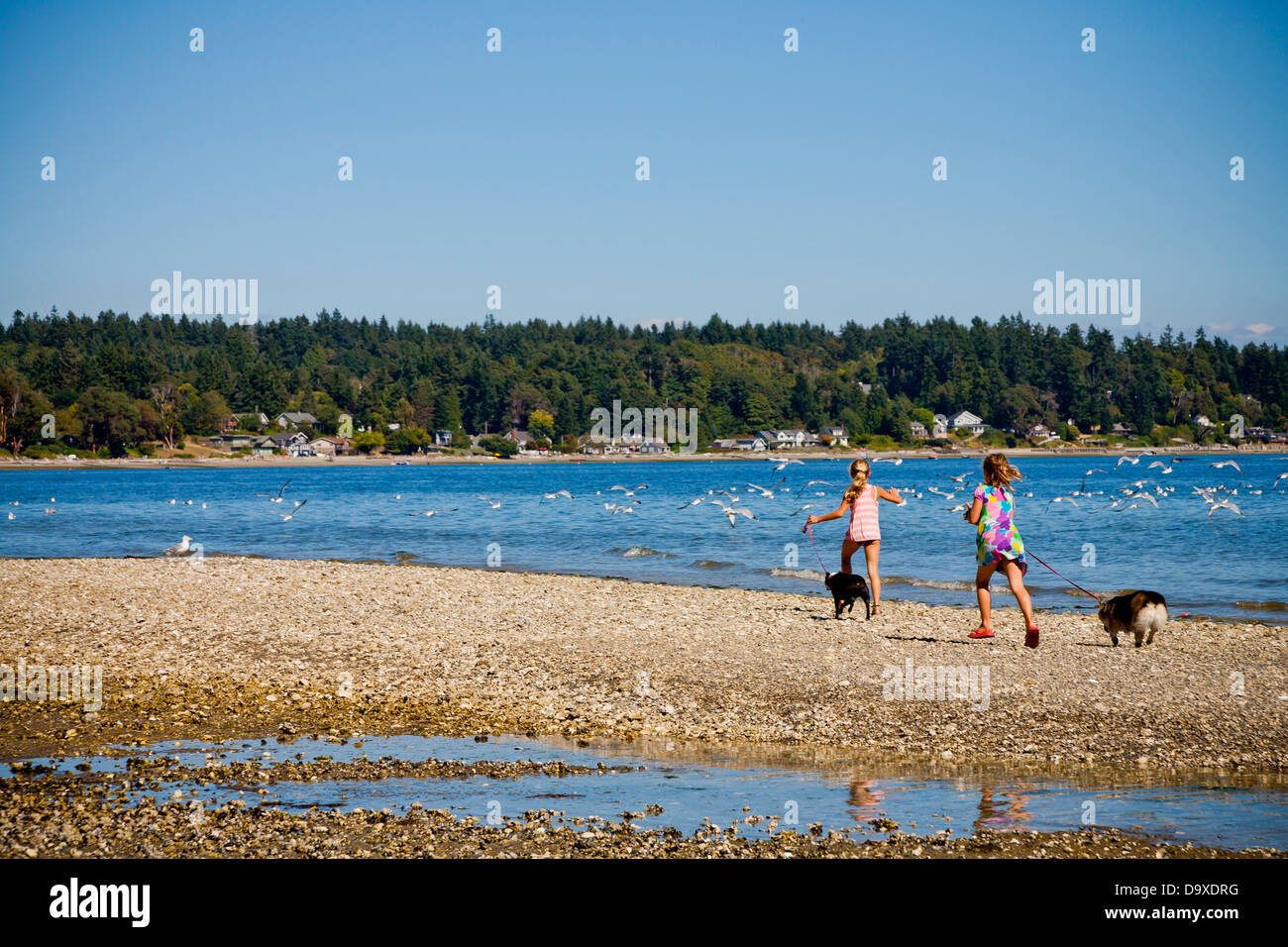 Les jeunes filles courir après les mouettes sur la plage Banque D'Images Les jeunes filles courir après les mouettes sur la plage Banque D'Images