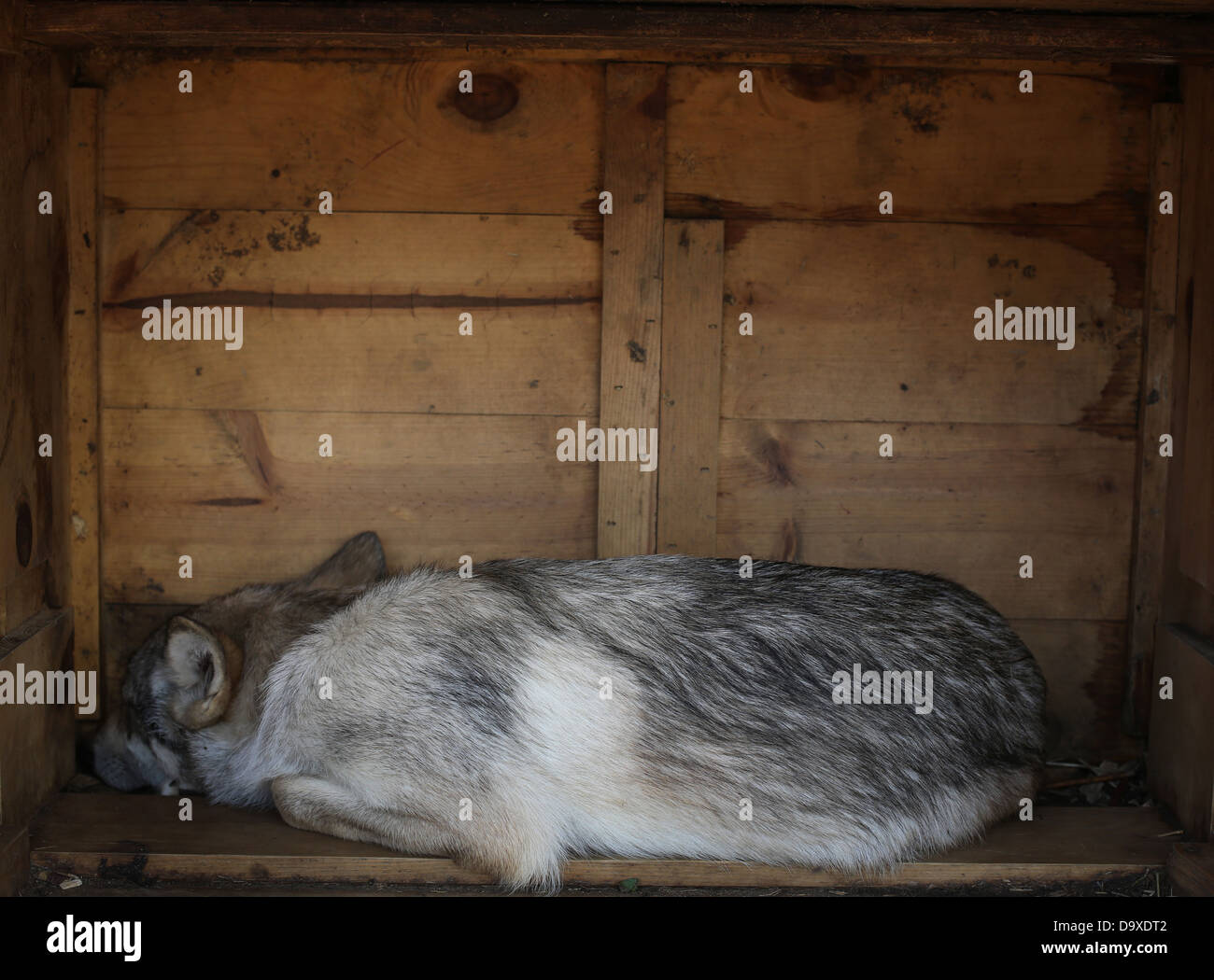 Un jeune wolf cub dormir dans une boîte. Banque D'Images