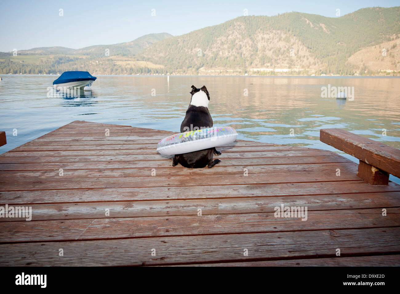 Boston terrier dog wearing float ring on dock Banque D'Images Boston terrier dog wearing float ring on dock Banque D'Images