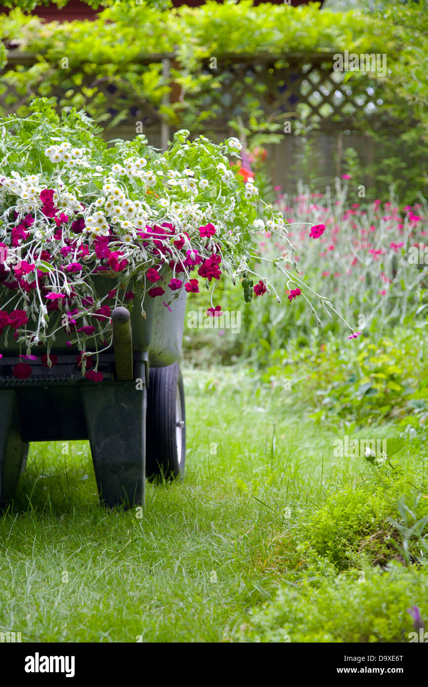 Brouette pleine de fleurs de jardin Banque D'Images