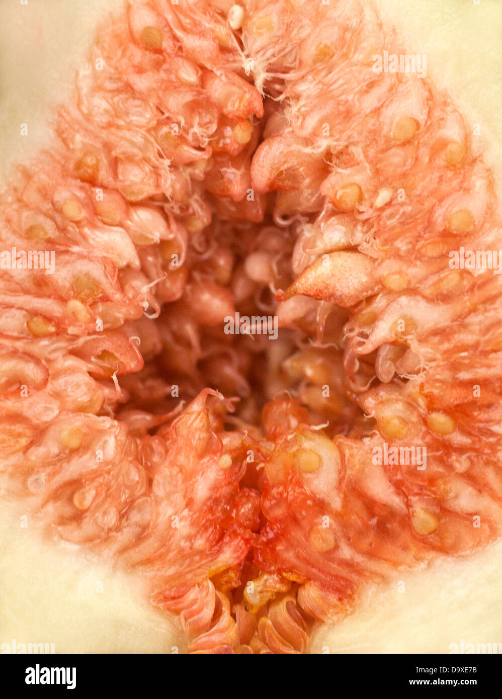 Couper les figues Banque D'Images