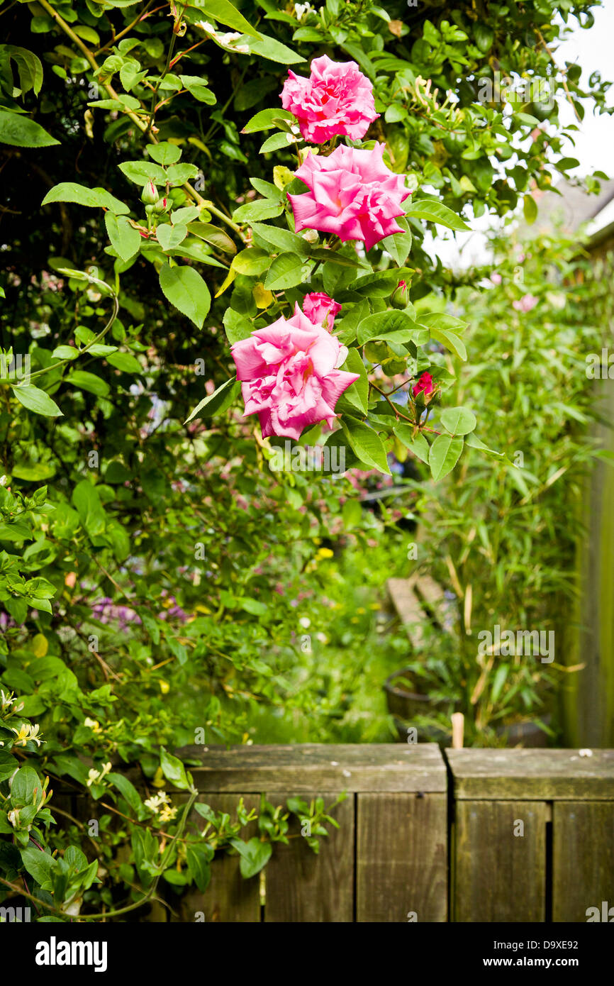 Jardin de roses roses Banque D'Images