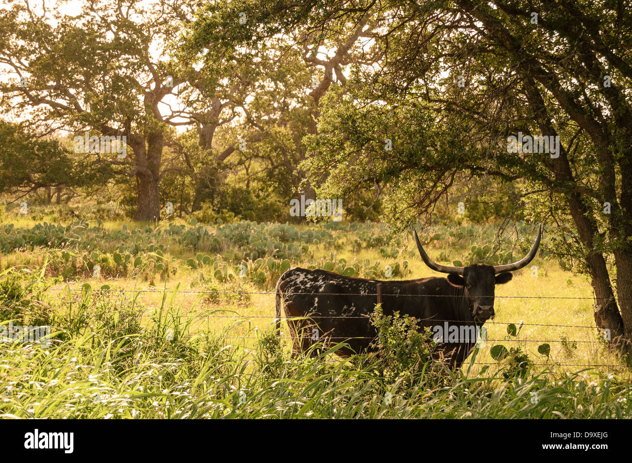 Texas Longhorn paissant dans une prairie le long de la Route 281 Banque D'Images
