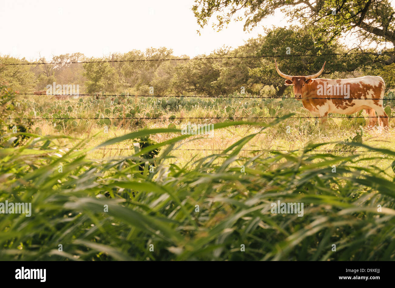 Texas Longhorn paissant dans une prairie le long de la Route 281 Banque D'Images