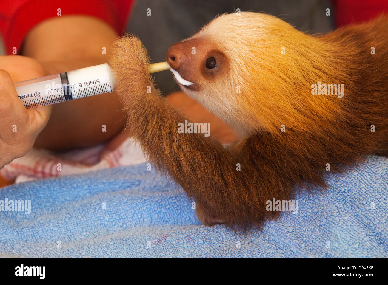 Un gardien nourrissant le lait Sloth (Choloepus hoffmanni) à deux doigts de l'orphelin Hoffmann à travers une seringue au sanctuaire Sloth au Costa Rica Banque D'Images