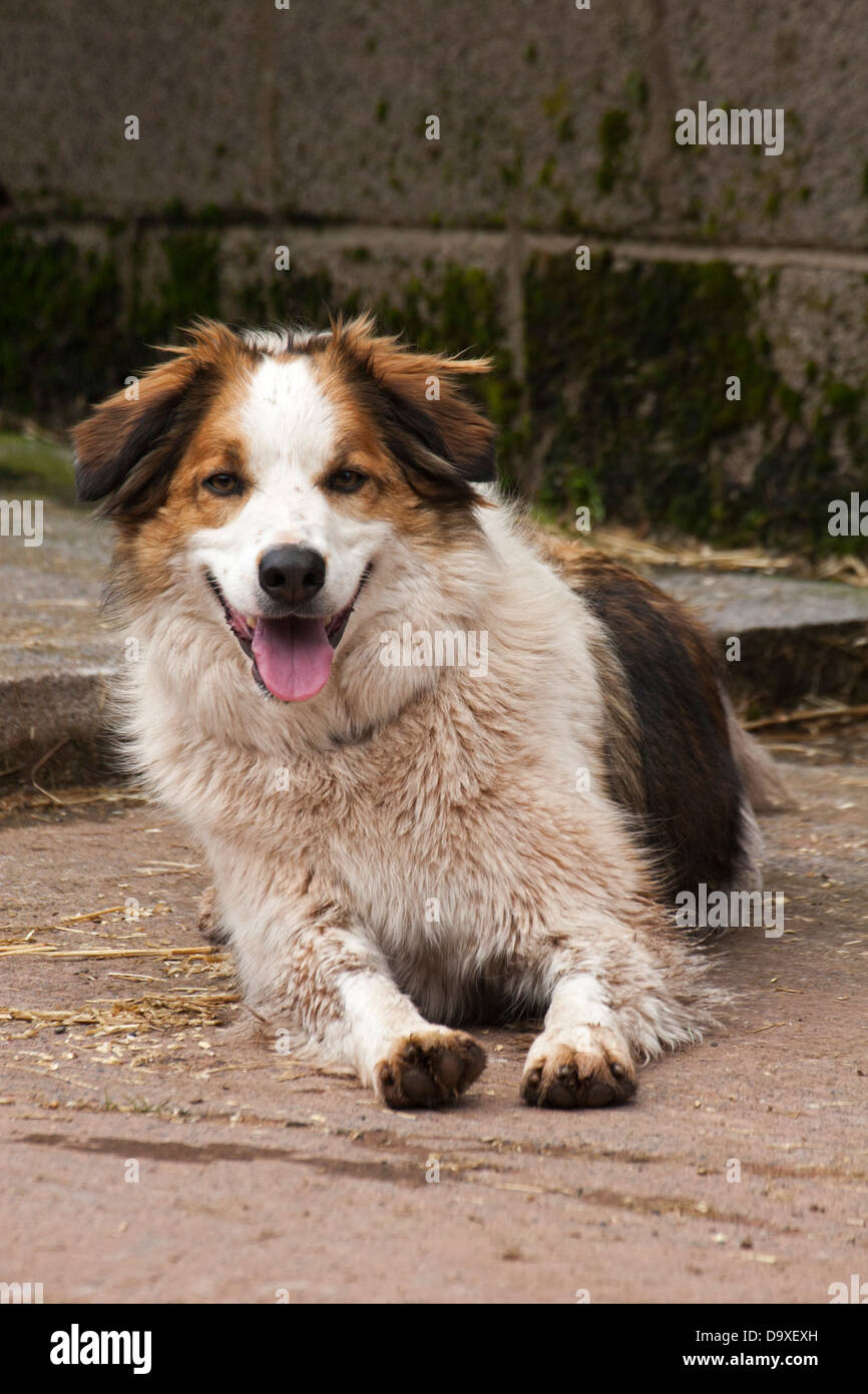 Chien de berger gallois en plein air dans une ferme, pays de Galles Photo  Stock - Alamy