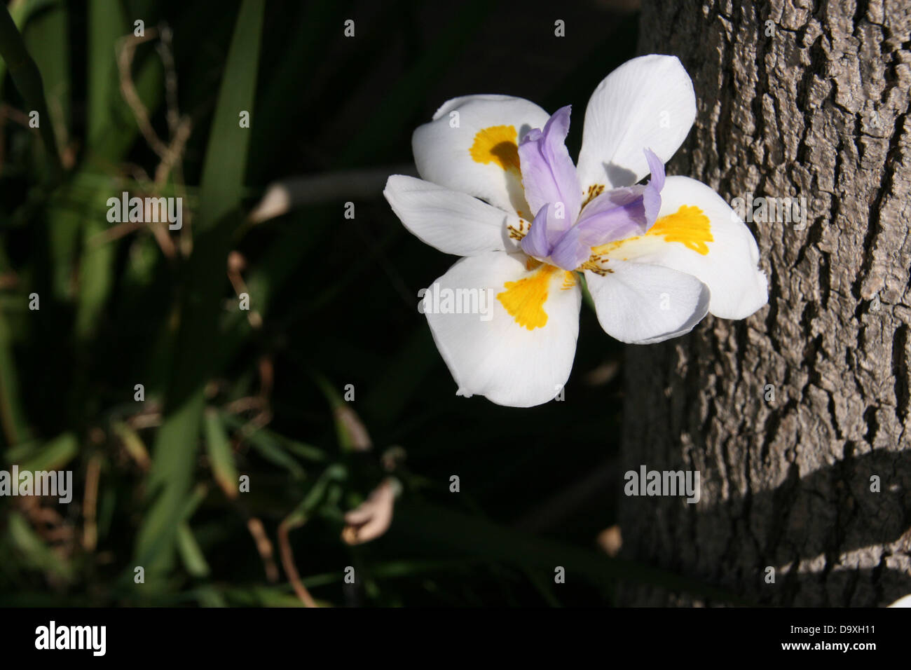 Fleurs blanc jaune violet Banque D'Images