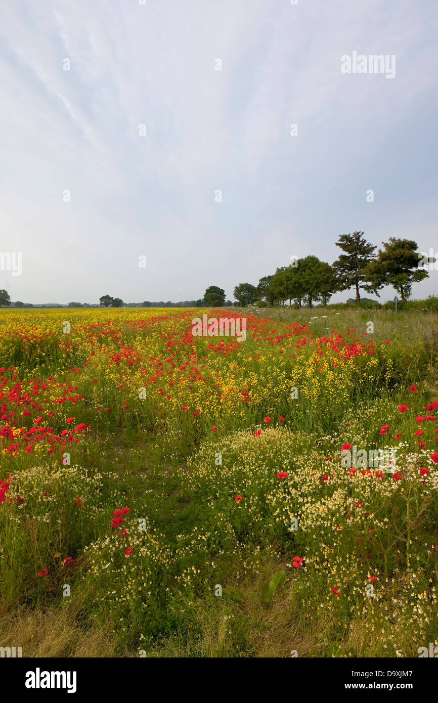 Un champ de canola d'été avec des coquelicots rouges, arbres, haies et peut-weed sous un ciel nuageux Banque D'Images