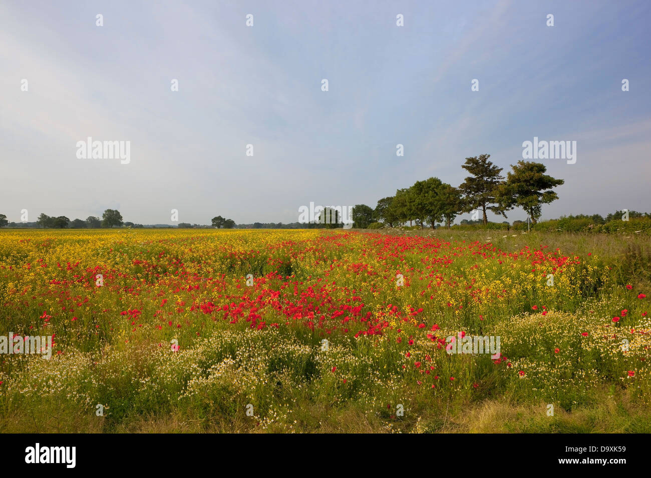 Les champs de canola colorés avec des coquelicots rouges et blanc et jaune peut-weed sous un ciel bleu nuageux en été Banque D'Images