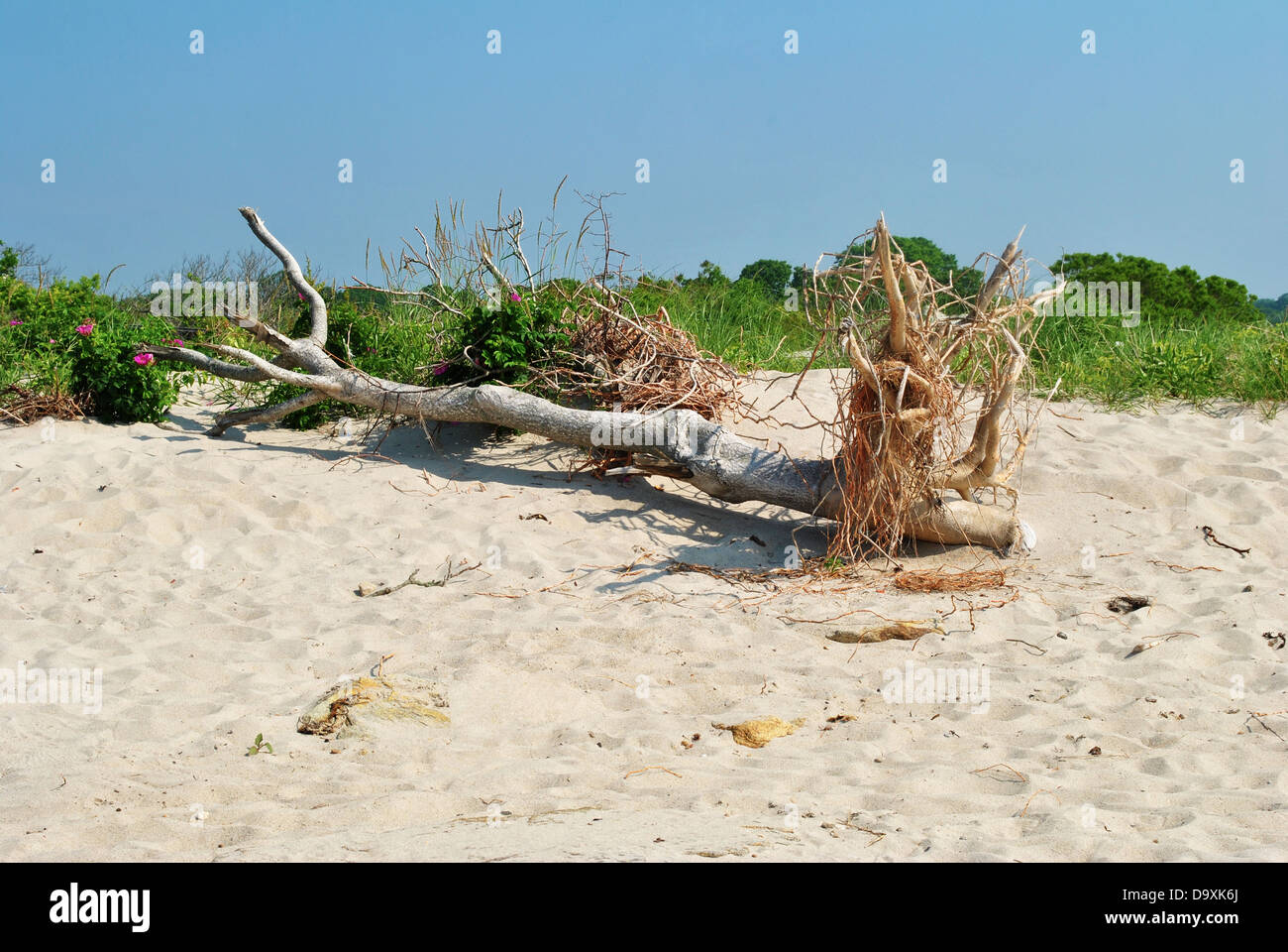 Driftdwood Tree à la plage Banque D'Images