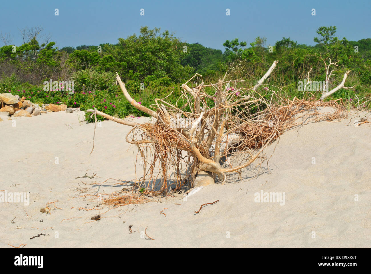 À la plage Driftwood impair Banque D'Images