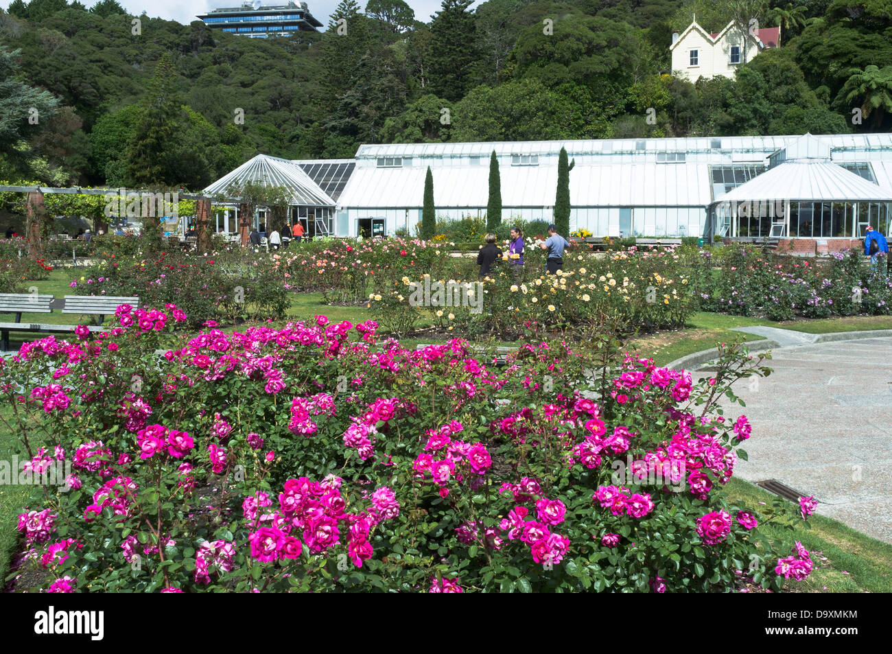 dh Botanic Gardens WELLINGTON NOUVELLE-ZÉLANDE Lady Norwood Memorial Rose Jardin et Maison Begonia Glasshouse fleurs botaniques Banque D'Images