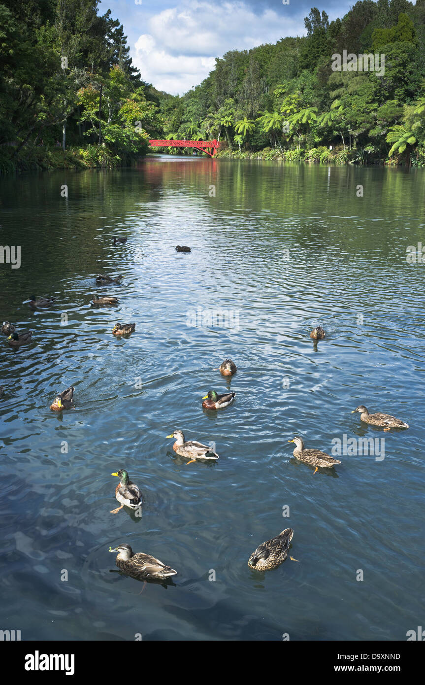 dh Pukekura Park NEW PLYMOUTH NEW ZEALAND Ducks dans l'étang de canards de lac Banque D'Images