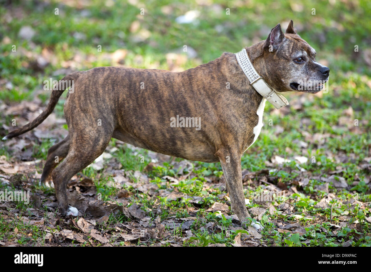 Race de chien, chien marcher sur l'herbe Banque D'Images