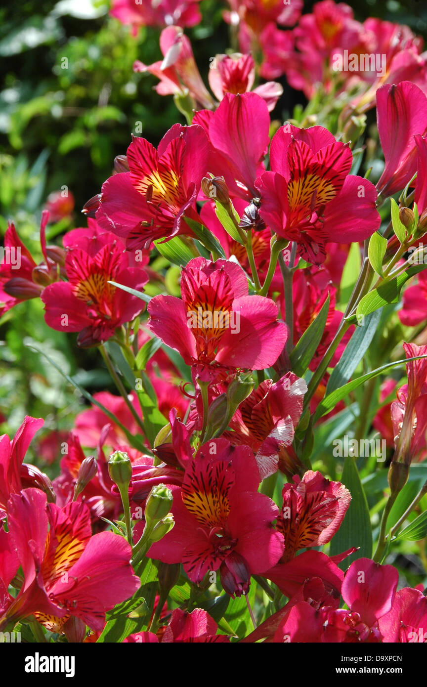 Plante vivace l'Alstroemeria Tessay avec fleurs cerise Banque D'Images