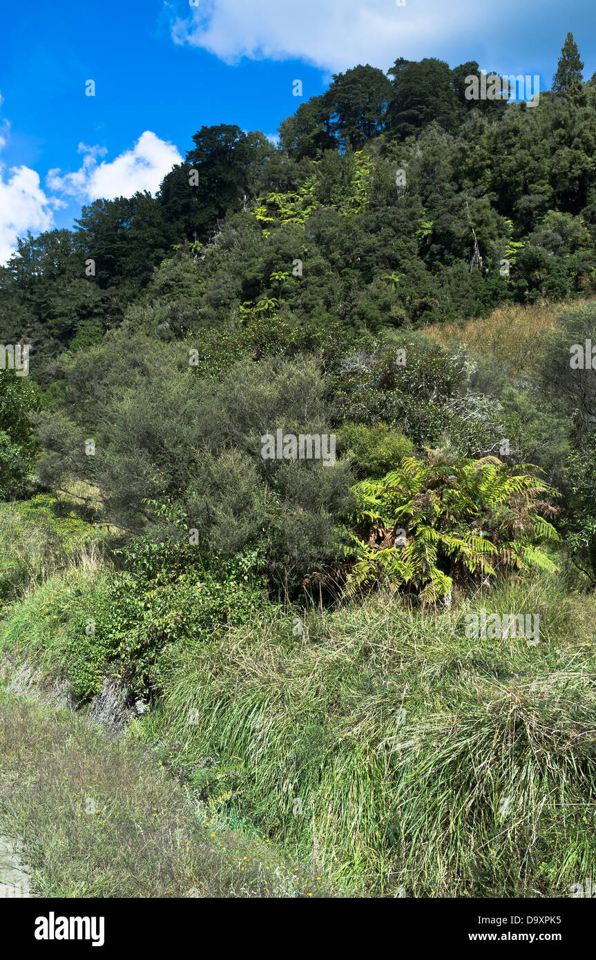 Dh ÎLE DU NORD Nouvelle-zélande forêt au nord de Tahora Banque D'Images