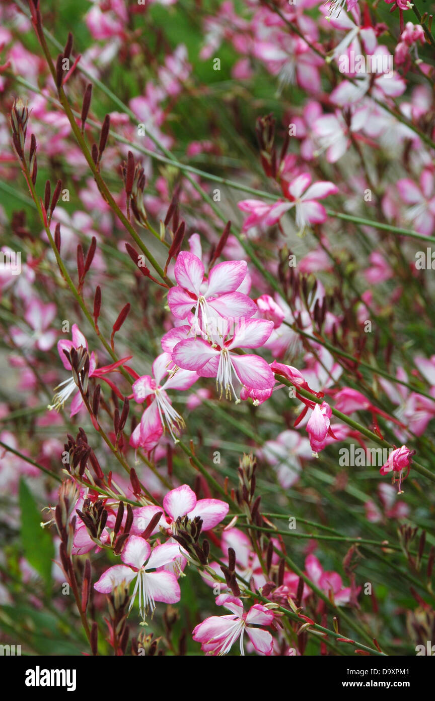 Fleurs roses et blanches de Gaura linheimeri vivaces herbacées Rosy Jane  Photo Stock - Alamy