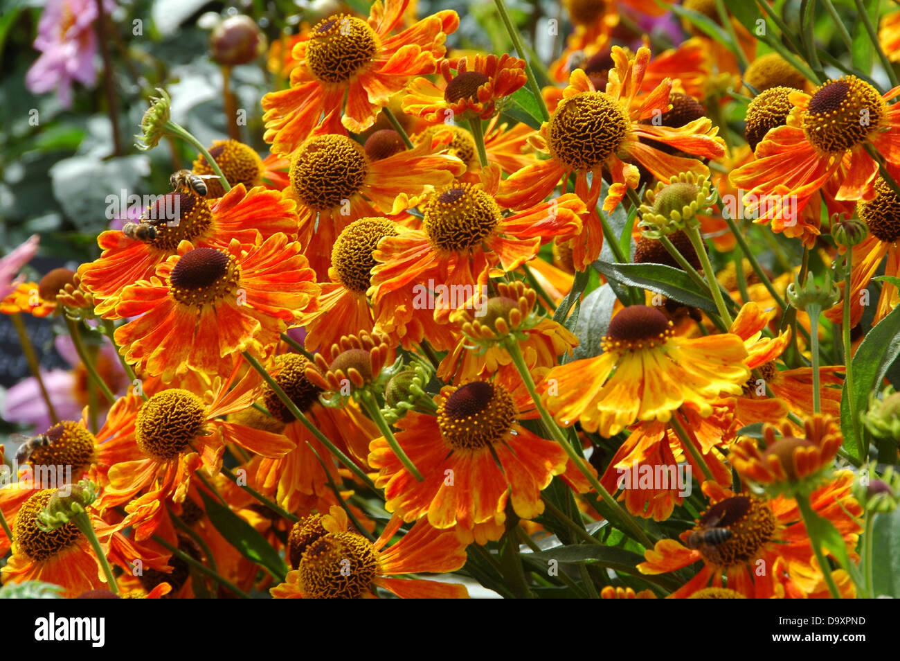 Helenium Waltraut - La fin de l'été plante vivace à fleurs Banque D'Images
