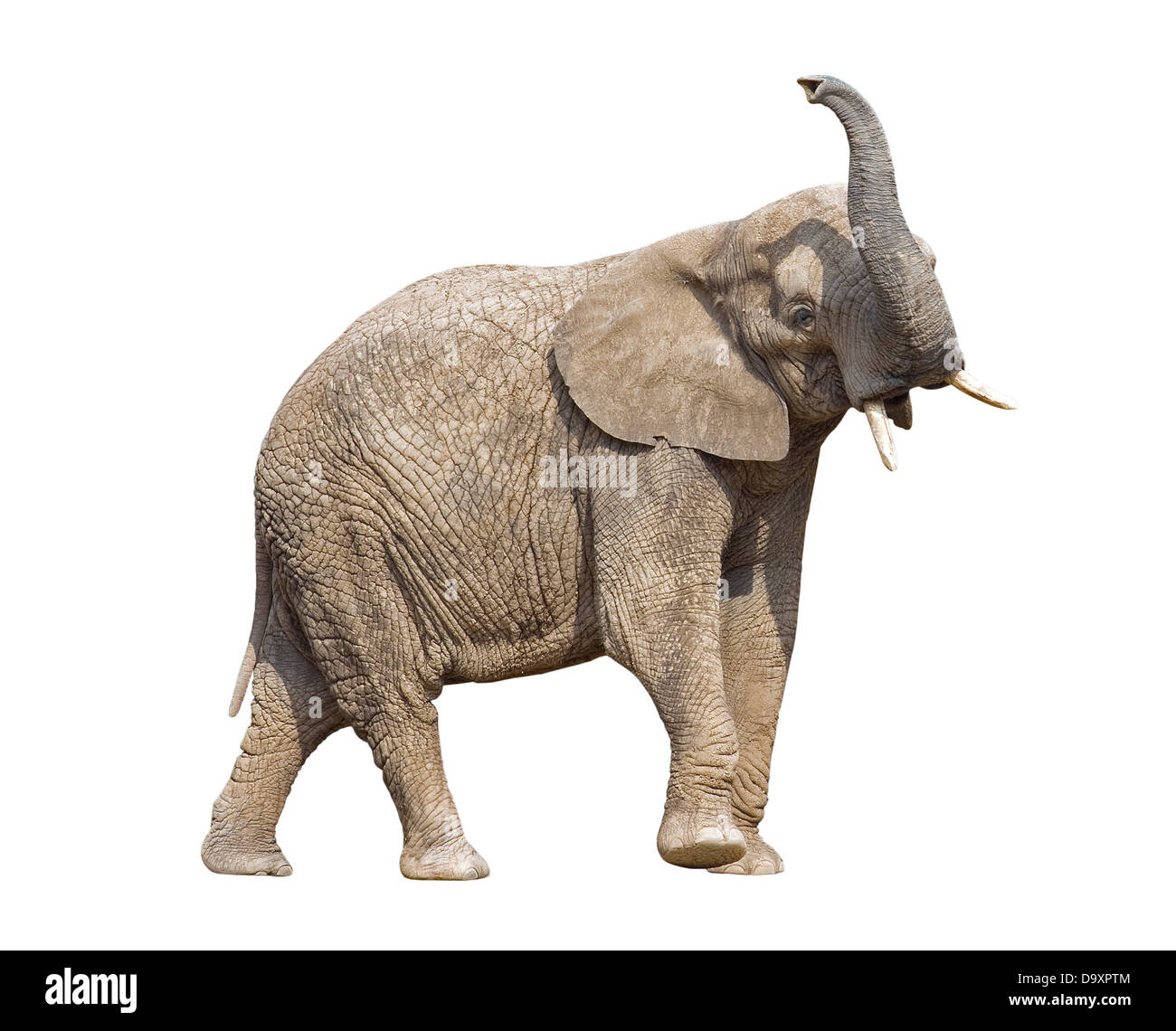 African elephant with clipping path Banque D'Images