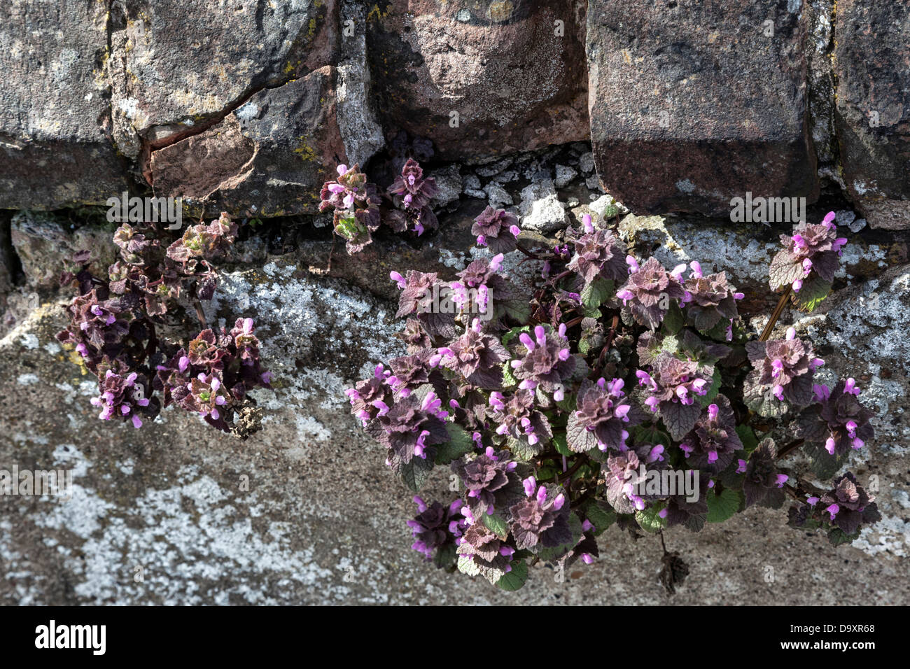 Wild Rose de plus en plus parmi les giroflées top couche de briques sur un mur recouvert de lichen rendus Banque D'Images