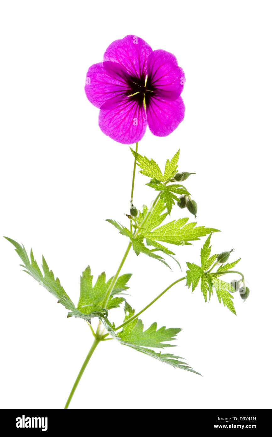 Geranium 'Ann Folkard' Fleur, feuilles et bourgeons sur fond blanc Award de jardin juillet mérite England UK Europe Banque D'Images