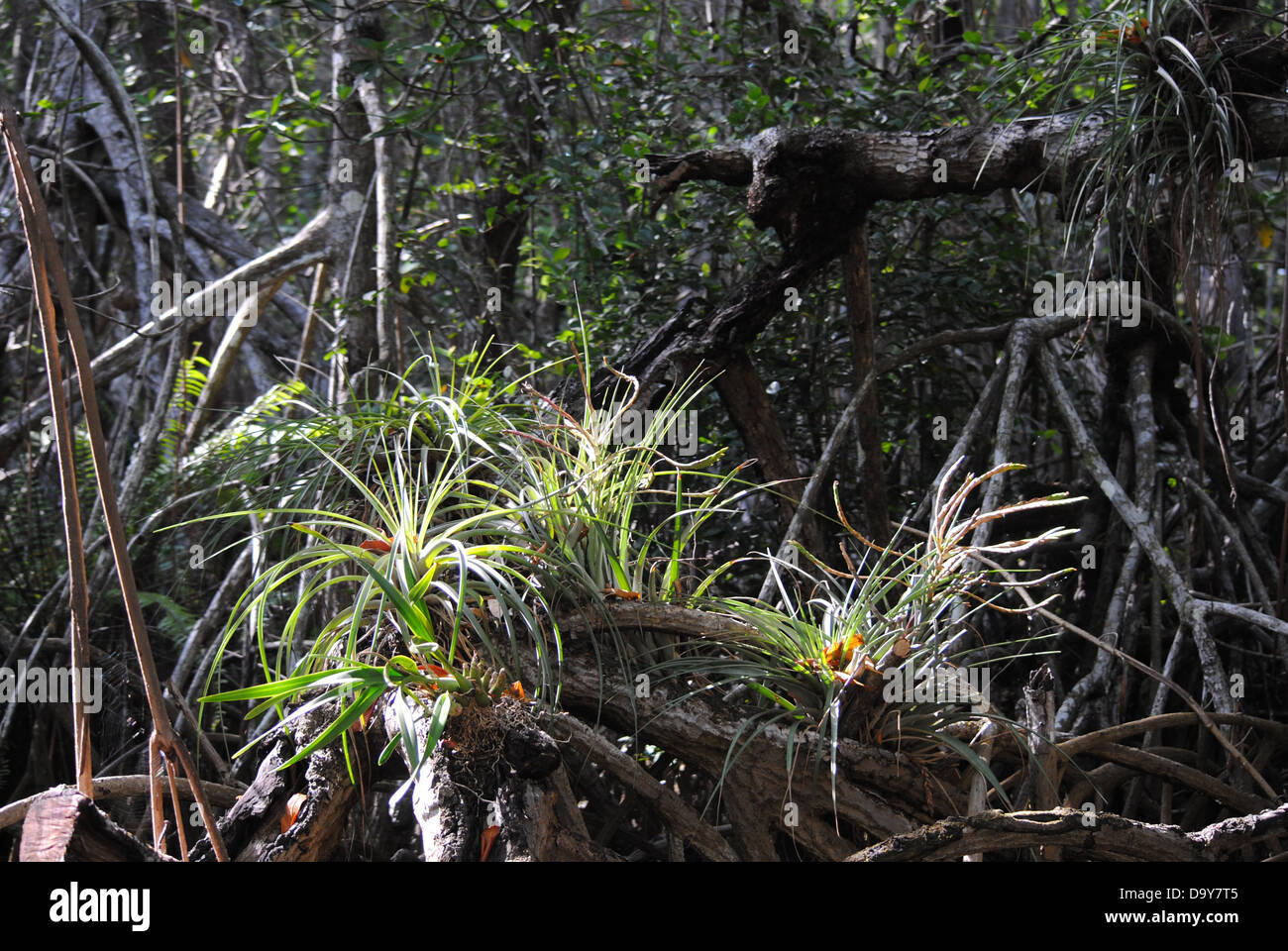 Mangroves Banque D'Images