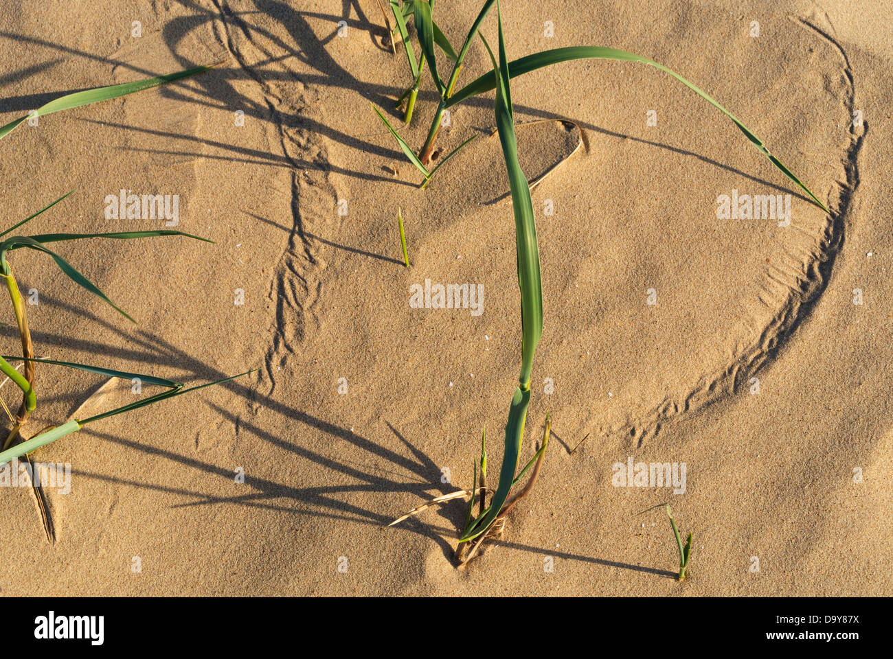 L'ammophile. L'Ammophila spp. montrant des modèles dans le sable fait par le mouvement de l'herbe, Norfolk, Angleterre, juin Banque D'Images