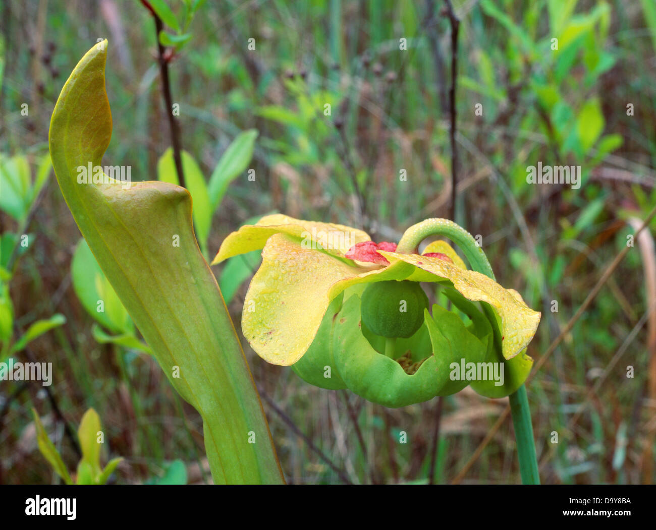 USA Texas Hickory Creek Big Thicket National Preserve Unité sarracénie Sarracenia alata ou trompette jaune plantes carnivores Banque D'Images