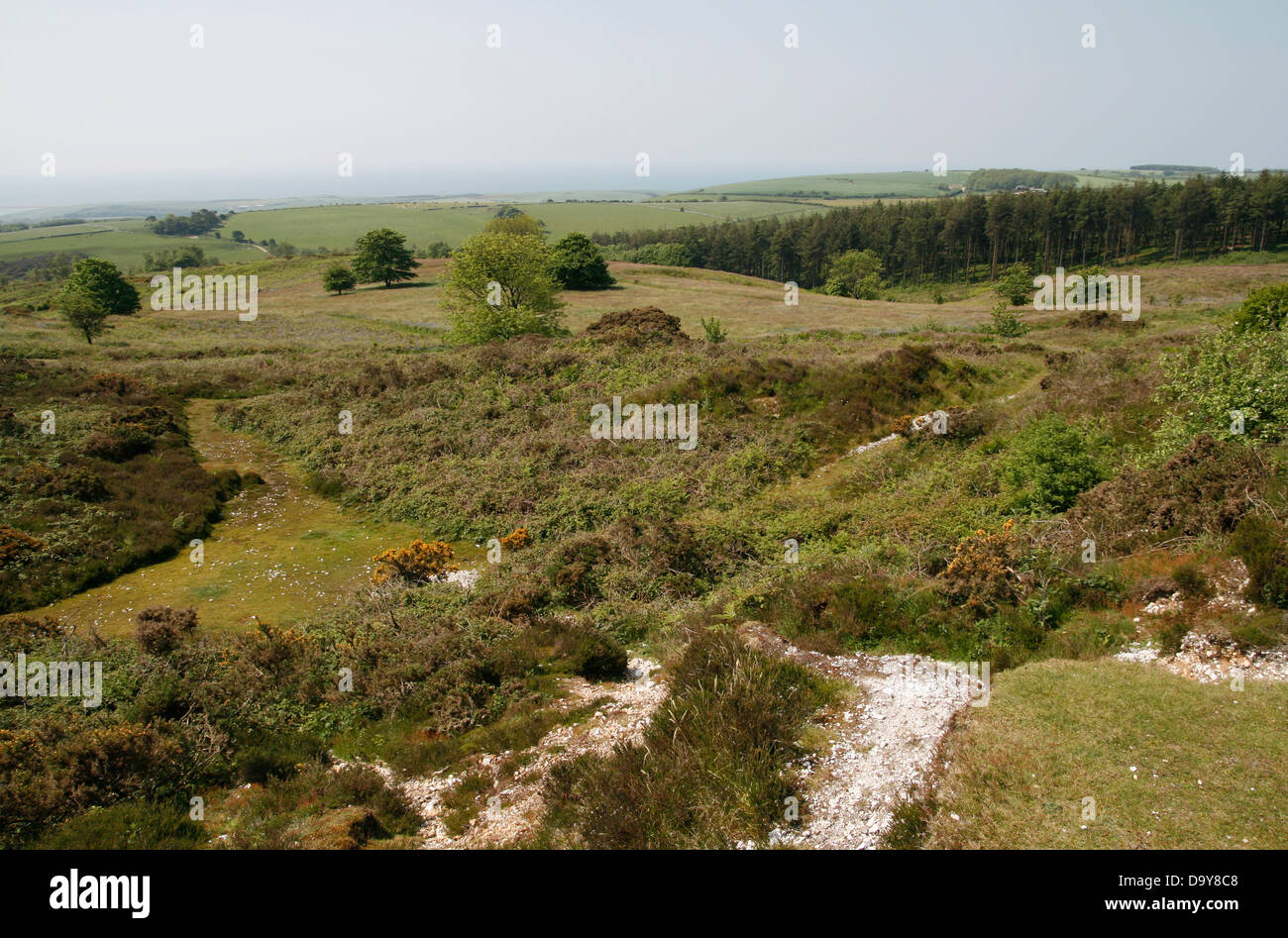 Dorset Heathland Black Down Dorset England UK. Banque D'Images