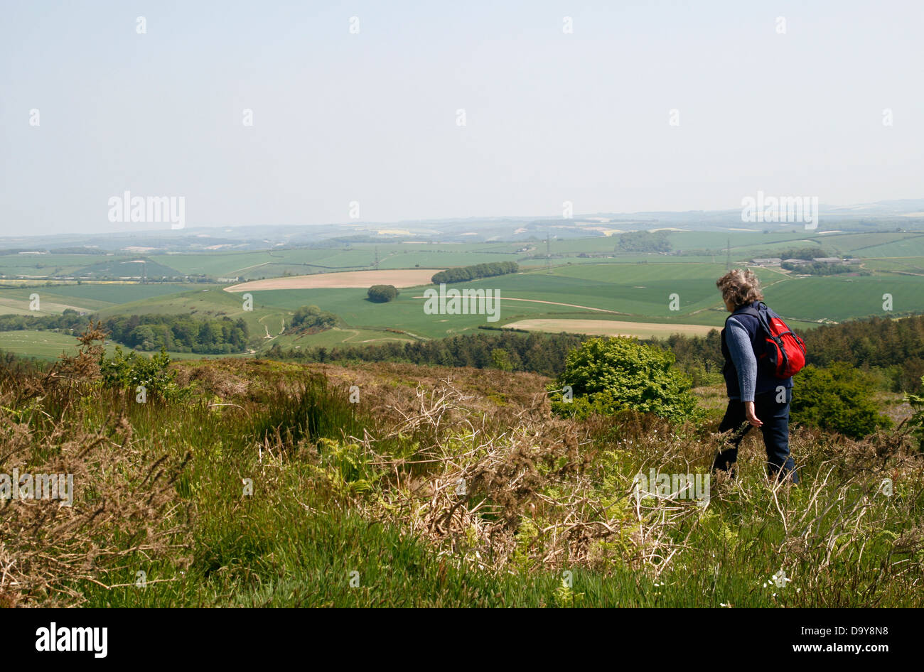 Walker Dorset Heathland Black Down Dorset England UK. Banque D'Images