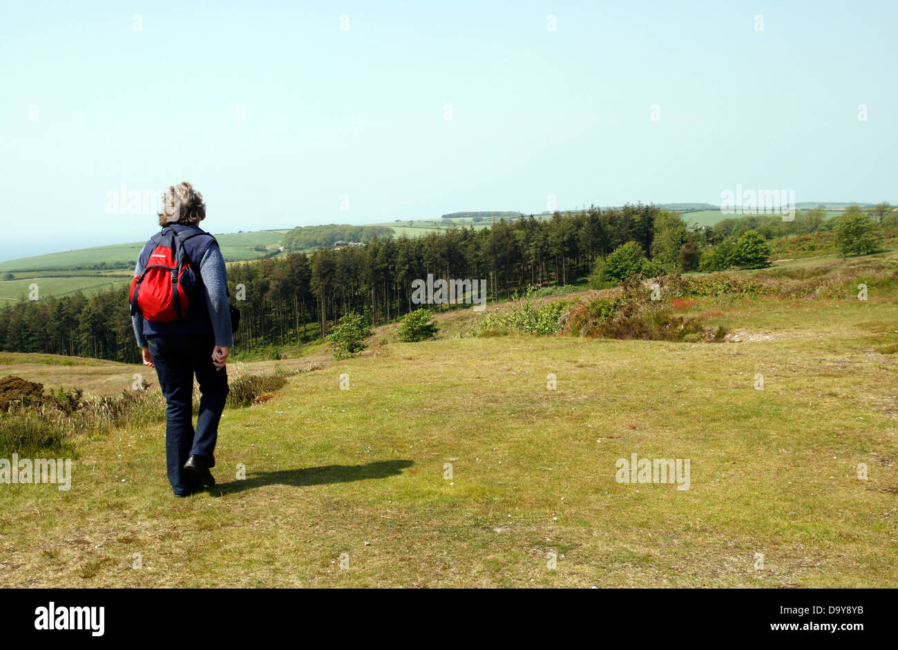Walker Dorset Heathland Black Down Dorset England UK. Banque D'Images