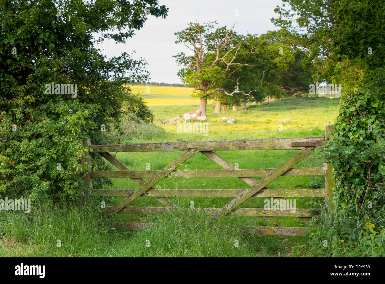 Vieille ferme menant à pâturage pâturage, Norfolk, Angleterre, juin Banque D'Images